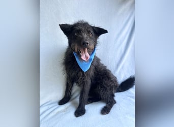 Birs - Fröhlicher Kuschelhund, der seine zweite Chance so sehr verdient hat!