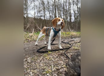 Pippa - Kleine Beagle-Mix Hündin sucht ein Zuhause