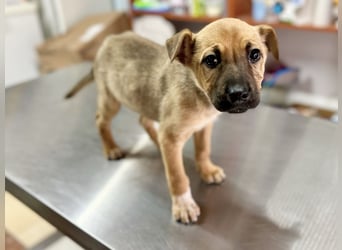 Arnie - Süsser Welpenjunge sucht seine Familie!