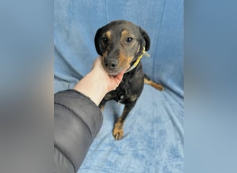 Kurby - Lebensfroher Rüde sucht aktive Menschen!