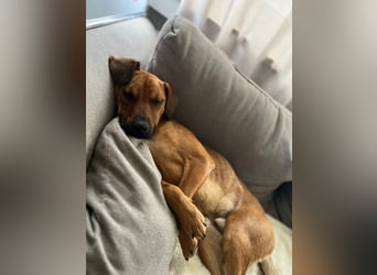 Richard-verschmuster Rüde sucht sein Zuhause