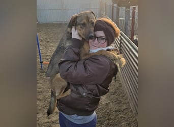 Prometeusz Sensibler Hund sucht Menschen mit Geduld und Herz
