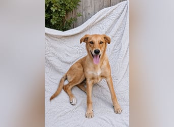 Ayla - Lebesnfrohes Hundemädchen sucht ihr Für-immer-Körbchen