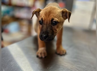 Arnie - Süsser Welpenjunge sucht seine Familie!