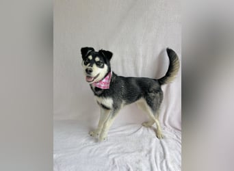 Timur (Trappista) - Menschenbezogener Wirbelwind sucht sein Zuhause