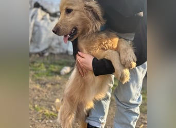 Alfi - Goldiger Rüde sucht sein Für-immer-Zuhause