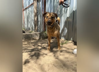 Prometeusz Sensibler Hund sucht Menschen mit Geduld und Herz