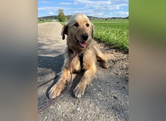 Chopper - selbstbewusster Goldie-Mix sucht seine Familie *in 86685 Huisheim*