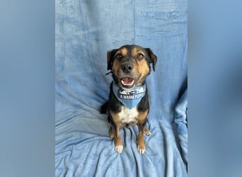 Gareth - Treuer Herzenshund sucht sein Für-immer-Zuhause *bald in 71711 Murr*