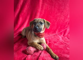 Clementine -Kleine aktive Entdeckerin sucht ihre Familie