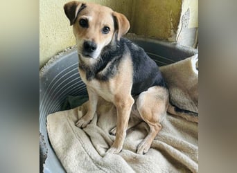 Linda- Sanfte Seele auf vier Pfoten