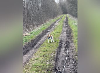 Pippa - Kleine Beagle-Mix Hündin sucht ein Zuhause