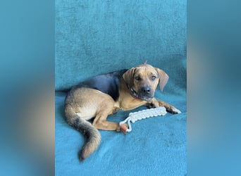 Ash - Sensibler Hundejunge sucht verständnisvolles Zuhause!