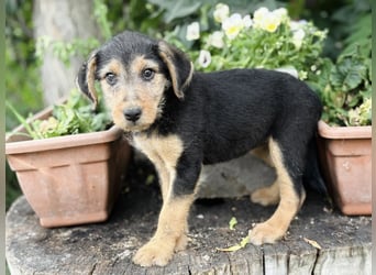 Irma - Bezauberndes Hundemädchen sucht ihr Zuhause!