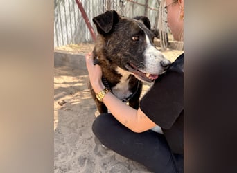 Hardin Fröhlicher, aktiver Traumhund sucht seine Menschen