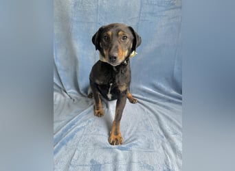 Kurby - Lebensfroher Rüde sucht aktive Menschen!