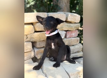 Lola (Larett) Liebe, junge Welpin sucht ihre Herzensmenschen!