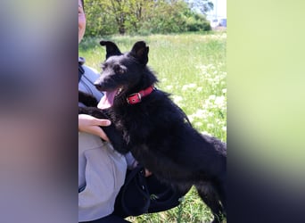 Stella - Liebevolle Hündin möchte endlich ankommen