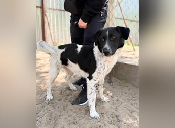 Gustav (Gaston) Aktiver Herzenshund sucht seine Menschen fürs Leben!