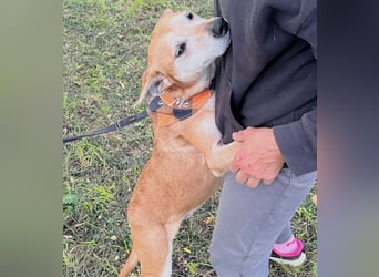 Szotti -Sanfter Rüde auf der Suche nach seinen Menschen