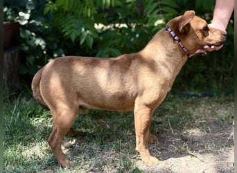 Bandi - Fröhlicher Herzenshund sucht sein Für-immer-Zuhause