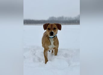Gemma - Sensible, aktive Hündin sucht liebe Menschen