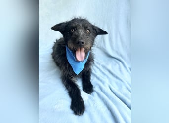 Birs - Fröhlicher Kuschelhund, der seine zweite Chance so sehr verdient hat!
