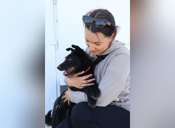 Stella - Liebevolle Hündin möchte endlich ankommen