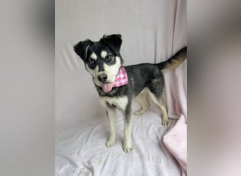 Timur (Trappista) - Menschenbezogener Wirbelwind sucht sein Zuhause