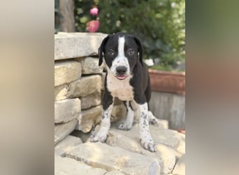 Onyx Fröhlicher kleiner Welpe sucht sein Für-Immer-Zuhause!