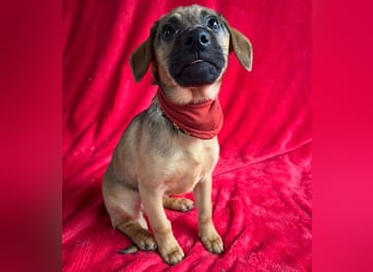 Clementine -Kleine aktive Entdeckerin sucht ihre Familie