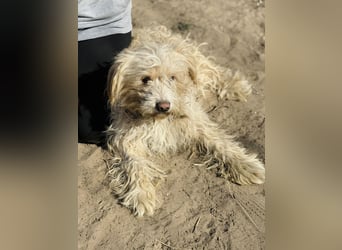 Floki - Zweier-Hunde-WG sucht liebevolle Familie!