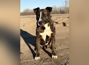 Hardin Fröhlicher, aktiver Traumhund sucht seine Menschen