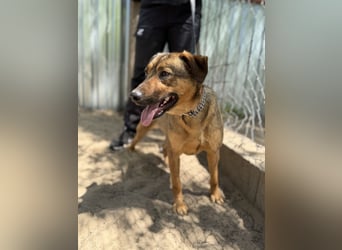 Prometeusz Sensibler Hund sucht Menschen mit Geduld und Herz