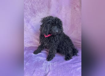 Valerie - Bezaubernde kleine Seele auf der Suche nach Geborgenheit!