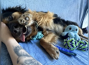 Zapote - Großer Schmusebär auf der Suche nach seinem Happy EndGroßer Schmusebär auf der Suche nach s