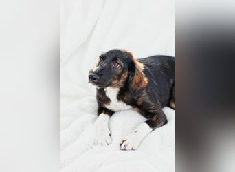 Hazel - Sanftes Welpenmädchen sucht ihr Für-immer-Zuhause