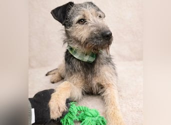 Rafi - Toller Begleiter sucht seine Menschen!