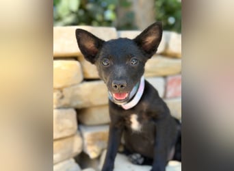 Lola (Larett) Liebe, junge Welpin sucht ihre Herzensmenschen!