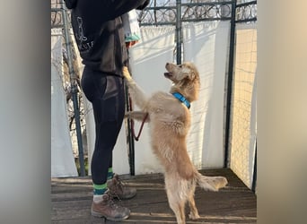 Alfi - Goldiger Rüde sucht sein Für-immer-Zuhause