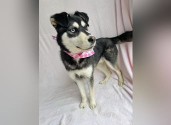 Timur (Trappista) - Menschenbezogener Wirbelwind sucht sein Zuhause