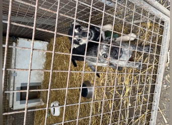 Venus - junge Mischlingshündin sucht liebevolles Zuhause