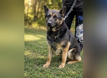 Dora (Démon) - Bezaubernde Schäfer-Mix-Hündin sucht ihr Zuhause!