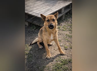 Suki (Cuki) - Freundliche Hündin mit großem Herz sucht ihre Familie