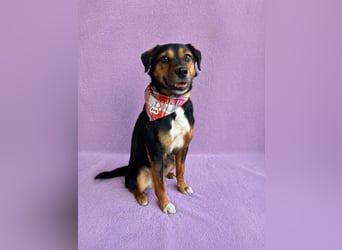 Gareth - Treuer Herzenshund sucht sein Für-immer-Zuhause *bald in 71711 Murr*