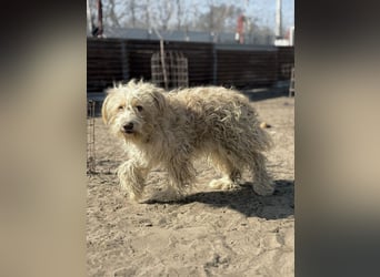 Floki - Zweier-Hunde-WG sucht liebevolle Familie!