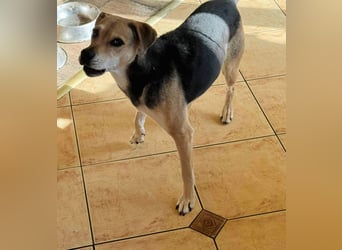 Linda- Sanfte Seele auf vier Pfoten