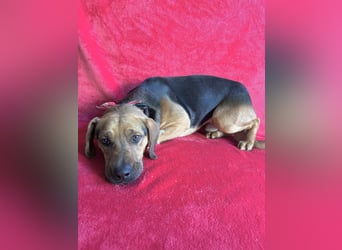 Ash - Sensibler Hundejunge sucht verständnisvolles Zuhause!