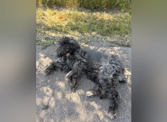 Ella - Sensible Hündin sucht einfühlsames Zuhause