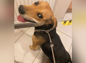 Linda- Sanfte Seele auf vier Pfoten